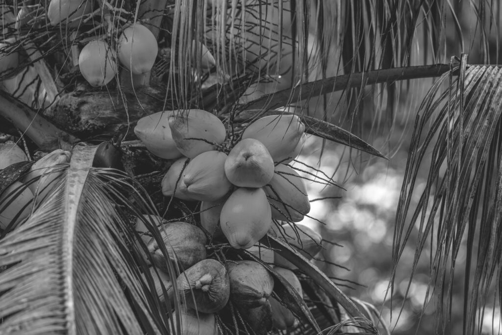 Coconut Palm